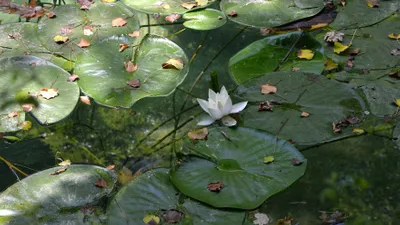 Dikkat! Koparana 41 bin TL ceza kesilecek