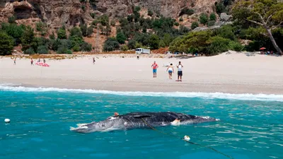 Fethiye'de ölü balina kıyıya vurdu