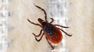 Sivas Belediyesi'nden KKKA açıklaması