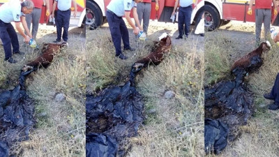 Yürekleri yakan görüntü! Yol kenarındaki asfalta yapıştı