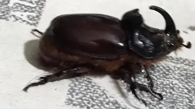 Dünyanın en güçlü böceği Bilecik'te görüldü