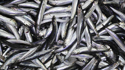Temmuz ayında Karadeniz'de hamsi çıktı