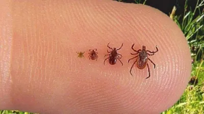 Katil kene kabusu geri mi döndü ?
