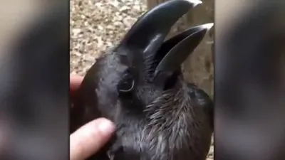 Sosyal medyayı ikiye bölen video: Tavşan mı karga mı ?