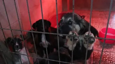 Antalya'da korkunç iddia! Soruşturma başlatıldı