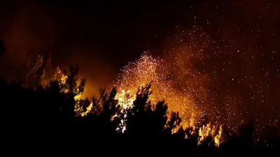 Orman Bakanlığı parayı nereye harcıyor ?