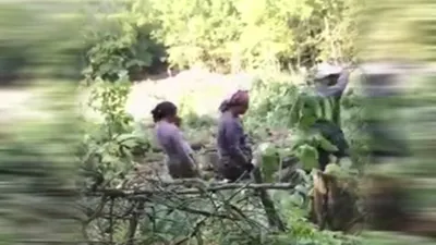 Kaz Dağları'ndaki ağaç katliamı kamerada
