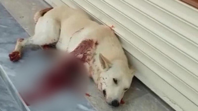 Köpeği av tüfeğiyle vurdu !