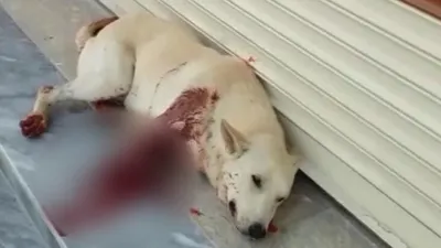 Köpeği av tüfeğiyle vurdu !