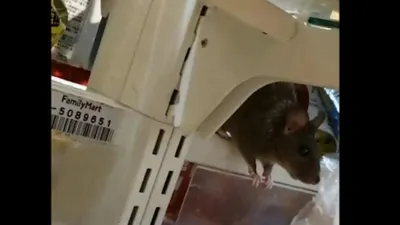 Süpermarket zincirinde fare skandalı !