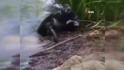 İnsanın yapamadığını köpek yaptı !