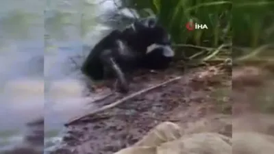 İnsanın yapamadığını köpek yaptı !