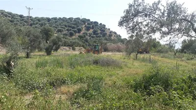 JES için zeytin ağaçları katledildi