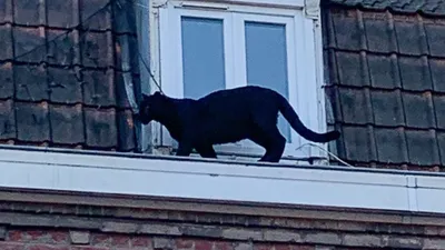 Hayvanat bahçesinden panter çaldılar!