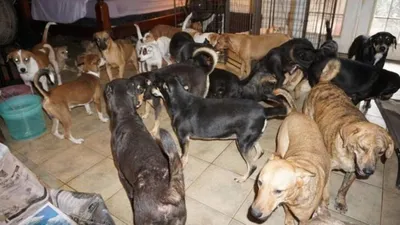 Bahamalarda bir kadın evini 97 köpeğe açtı