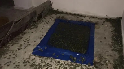 Sınır kapısında su kaplumbağası operasyonu