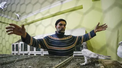 Bu güvercinler otomobil fiyatına satılıyor!