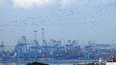 İstanbul'da göçmen kuşlarda virüs alarmı!
