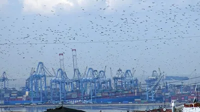 İstanbul'da göçmen kuşlarda virüs alarmı!