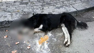 Ankara'da katliam! 20 sokak hayvanını katlettiler!