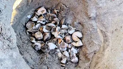 Marmara'da caretta caretta yuvası bulunmuştu! Uzmanlar sebebini açıkladı