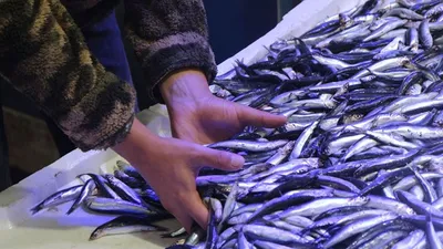 Hamsi fiyatları cep yakıyor