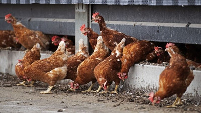 Hollanda'da kuş gribi alarmı