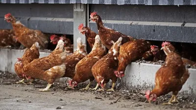 Hollanda'da kuş gribi alarmı