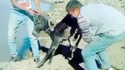 Tepki çeken işkencenin cezası belli oldu!