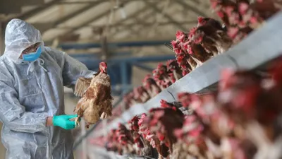 Avrupa'da şimdi de kuş gribi alarmı!