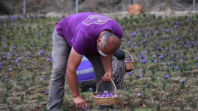 Muğla'da sezonun ilk safran hasadı!