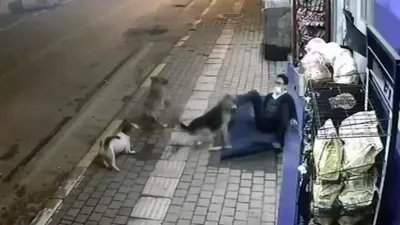 Sokak köpekleri dehşeti yaşattı