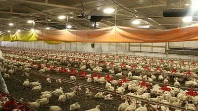 İngiltere'de alarm! Yüksek derecede bulaşıcı yeni salgın