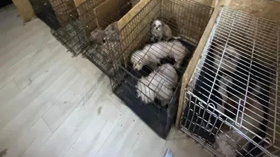 Ankara'da akılalmaz olay! Ses telleri alınmış onlarca köpek bulundu