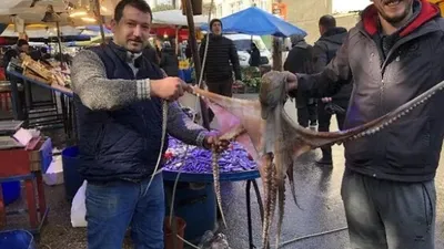 Marmara Denizi'nden bir dev çıktı!