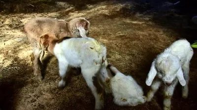 Ahırına giden kadın büyük şaşkınlık yaşadı