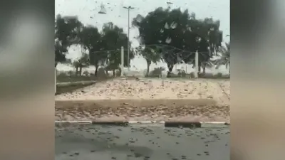 Suudi Arabistan'da çekirge istilası! Görüntüler şoke etti