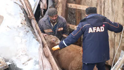 Danalar için nefes kesen operasyon