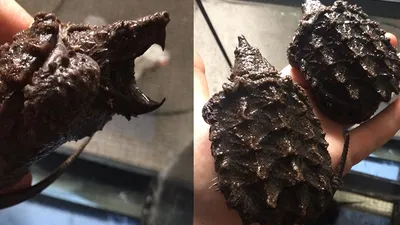Timsah yiyen kaplumbağalara el konuldu !