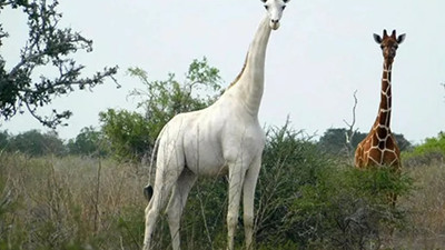 Nadir görülen albino zürafa öldürüldü!
