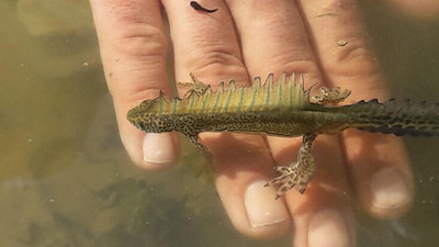 Çankırı'da ''şeritli Karadeniz semenderi'' görüldü