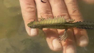 Çankırı'da ''şeritli Karadeniz semenderi'' görüldü