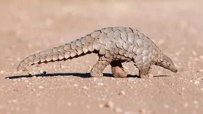 Pangolinde korona benzeri bir virüs tespit edildi