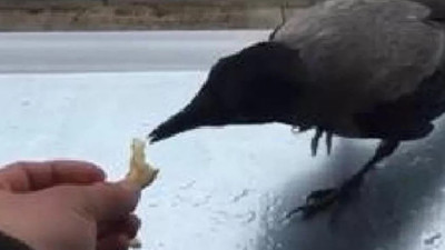 Sosyal medya hırsız karga Şakir'i konuşuyor!