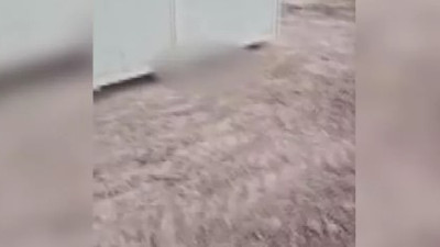 Ankara'da çok sayıda ölü köpek yavrusu bulundu