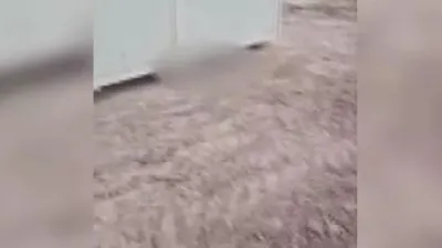Ankara'da çok sayıda ölü köpek yavrusu bulundu