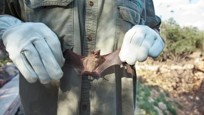 Pangolin ile yarasanın tüketim ve satışları yasaklandı