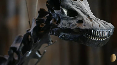 70 milyon yaşında bir dinozor fosili bulundu