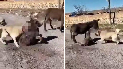 Köpeklerini sıpaya saldırtan psikopat serbest bırakıldı