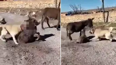 Köpeklerini sıpaya saldırtan psikopat serbest bırakıldı